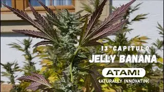 CULTIVO EXTERIOR BIG PLANTS 2025 | CAP.13 JELLY BANANA