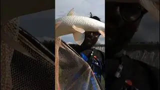 Rohu fishing in  3 hook without bait #Chadhnichemasa #royalfisher #rohufishing