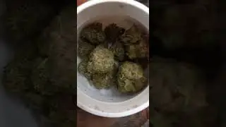 Kavallis Durban grapefruit #weed #dispencery