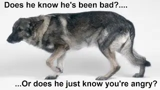 Can dogs feel guilty? - Dog Science explained