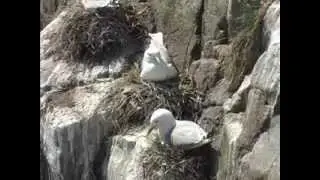 Britain's Graceful Seabirds