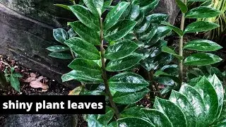 MY favroute shiny leaves plant ||info about this random plant