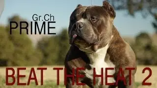 AMERICAN BULLY SHOW - BEAT THE HEAT 2