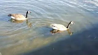 Diving Beaver bumped into a Canada goose