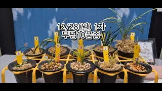 1228 1차 환엽극황서반 무명극황중투 입변서반복륜 장단 단엽 포곡사피 장단엽 호중투 무안호피 호정