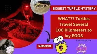 Turtles Watching Season in Oman | Ras al Jinz Turtle Reserve Oman | Turtle Hatching on Beach