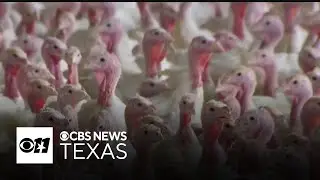Thanksgiving dinner costs climb as turkey supply drops and inflation lingers