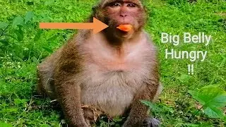 Adorable Sweetpea!,Big Belly Monkey Hungry Till Like This,Monkey Sweetpea Group Amari Very Big King