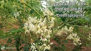 सहजन की कौन सी वेराइटी है इसलिए ज्यादा फ्लोरिंगआ रही है Moringa Sajan