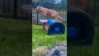 tobyy! #dogvideos #equestrian #horses4life #horsesaremylife #jumping #cavapoo #poodlemix #maltipoo