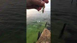 Забавное решение для рыбалки с мини-микроджигом 🤫 #fishing #shortvideo #shortsfeed #angler #shorts