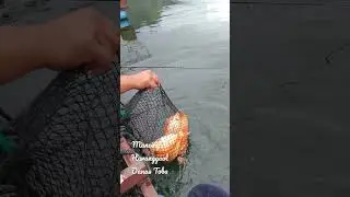 Mancing di Haranggaol Danau Toba Panen Ikan Mas