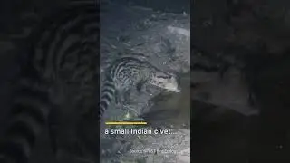 Animals Take Advantage of Forest Puddles #shorts