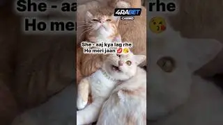 love 💕 romance 🥵 #viralshort #viralshort #romancevibes #romancevibes #catlover #catl #explorepage