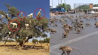 10 Strange Animal Phenomena That Happened On Earth