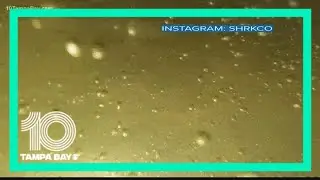 Tampa gator attack caught on camera