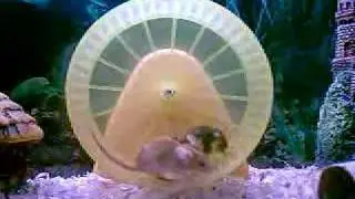Muizen