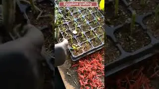 Eggplant Grafting Techniques #satisfying #shot