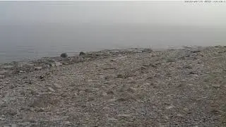 Hyljes Estonia 2018-04-15 Gadwall / Krakeend 10:12