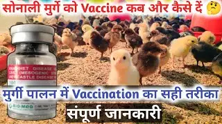 सोनाली चूजों को पहली वैक्सीन कब और कैसे दें? | Sonali Chicks Vaccination Guide