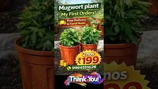 Mugwort plant ||&bull; Free delivery all over tamilnadu ||&bull; Dream herb plant