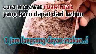 How to care for a new ruak ruak chick