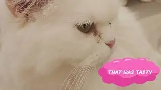 Story about Dream Food by cats- fighting for foods between 2 white cats😹😂