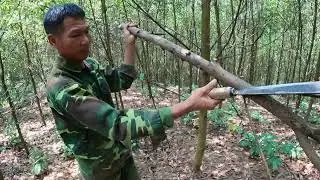 wild bees are a danger when going into the forest.