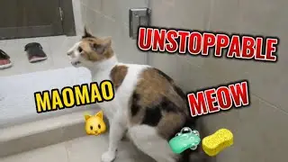THE UNSTOPPABLE MEOW 🐱