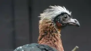 Close-up White-crested Guan   4K