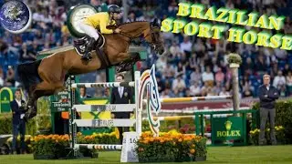 TO  Beautiful Brazilian Sport Horse in the World!