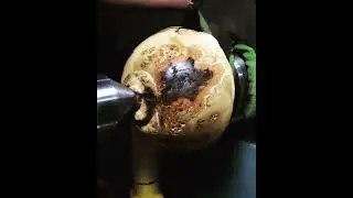 Woodturning a Rustic Bowl from Oak Burl