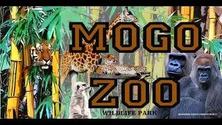 MOGO ZOO & Wildlife Park