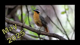 [May 2025] with a impala, a wildebeest, a hoopoe and more | XONGILE LOOKS BACK