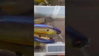 Best Winter Jerkbait Ever
