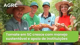 Agro Saúde e Cooperação - Produção de Tomate