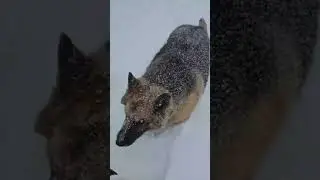 Snow zoomies hit DIFFERENT with friends ❄️🐾Rambo + the pack went wild&mdash;watch the live replay #shorts