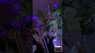 Nature theme with purple flowers 🪻🪴🤍🩵 #aesthetic #beautifulflowers #edit #love #flowers