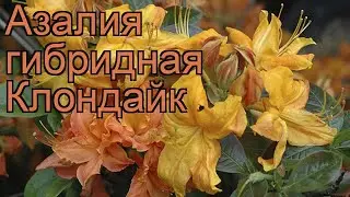 Азалия гибридная Клондайк (azalea knap hill klondayk) 🌿 обзор: как сажать, саженцы азалии Клондайк