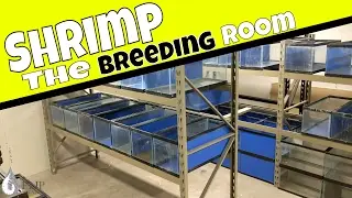Shrimp Room Build - 7 Ponds and 100 Shrimp Tanks