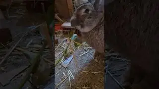 Brombeere #kaninchen #rabbit #bunny #hasen #green #shorts #love #cuteanimals #tiere #pets #animals