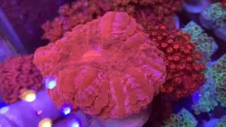 Cynarina lacrymalis. Relax Coral Reef.Интернет магазин REEF EXCLUSIVE