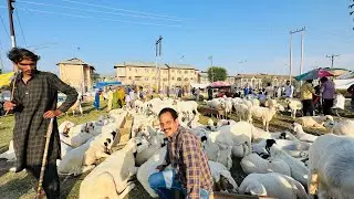 Exploring Srinagar Eidgah Sheep 🐑 Mandi  with father