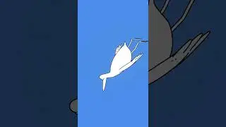 Water bird