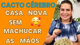 Como replantar cactos sem machucar as mãos de forma muito simples/Grazi Bittencourt