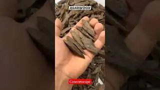 How Agarwood is Made | The Secret Behind the World&rsquo;s Most Expensive Wood