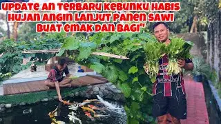 UPDATE AN TERBARU KEBUNKU HABIS HUJAN ANGIN LANJUT PANEN SAWI BUAT EMAK DAN BAGI