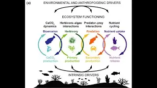 Aula 7.2-  Biodiversidade e funcionamento de ecossistemas