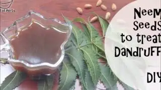 How To Treat Dandruff With Neem Seeds &ndash; DIY | Bowl Of Herbs