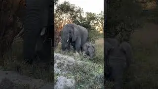 Tall and Small #elephants #timbavati #&eacute;l&eacute;phants #babyelephants